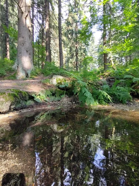 Schöne Botanische Aufnahme Mit Blättern Naturtapete — Stockfoto