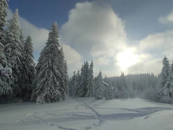 Vacker Snöig Skog Vintern — Stockfoto