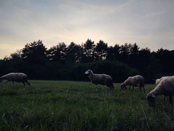 Troupeau Moutons Pâturage Sur Terrain Sur Fond Nature — Photo