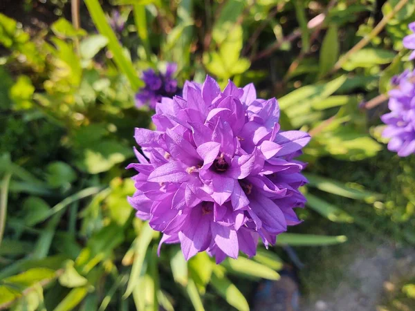 Beautiful Purple Flower Garden — Stock Photo, Image