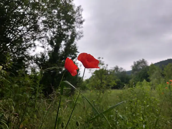 野原の美しい赤いケシの花 — ストック写真