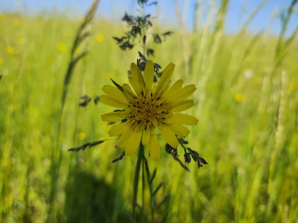 Bela Flor Amarela Campo — Fotografia de Stock