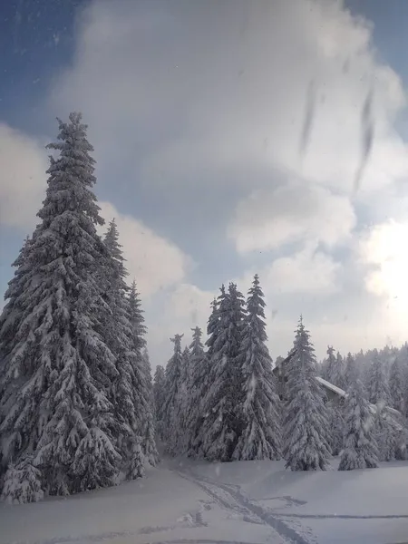 Όμορφο Χιονισμένο Δάσος Χειμώνα — Φωτογραφία Αρχείου