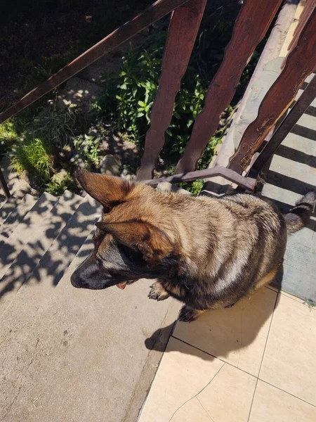Schäferhund Zwischen Treppe Und Haus — Stockfoto