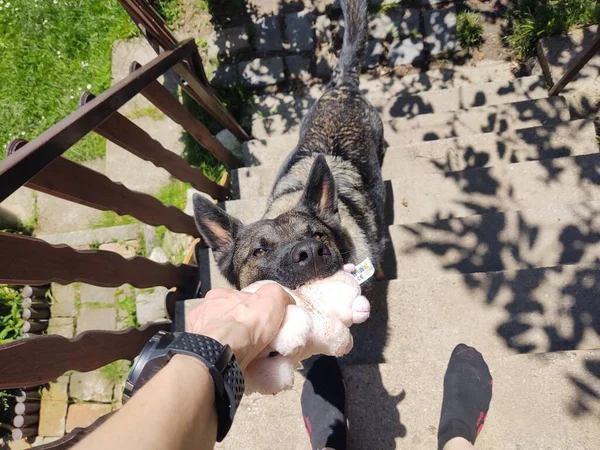 Γυναίκα Που Παίρνει Παιχνίδι Από Στόμα Του Σκύλου Στις Σκάλες — Φωτογραφία Αρχείου