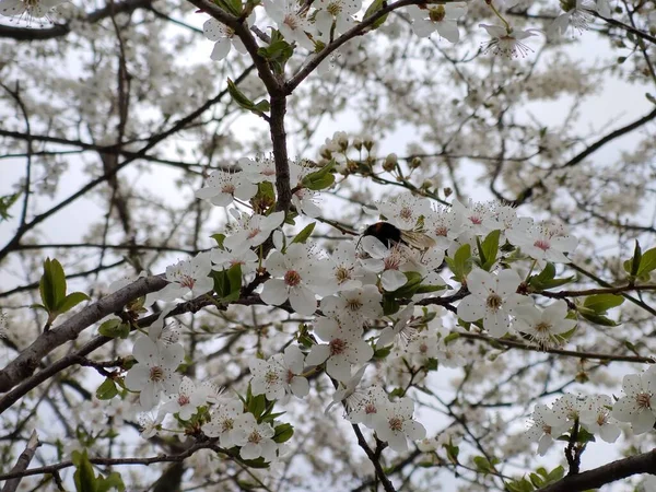 봄철에 나뭇가지에 아름다운 — 스톡 사진
