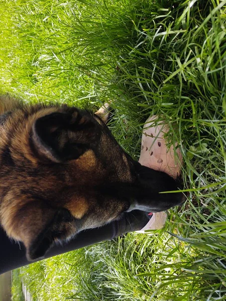 Perro Mordiendo Pierna Una Persona Desconocida — Foto de Stock