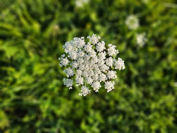 Flores Brancas Grama Verde — Fotografia de Stock