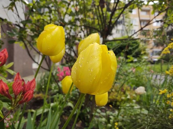 Tulipa Flores Jardim Verde — Fotografia de Stock