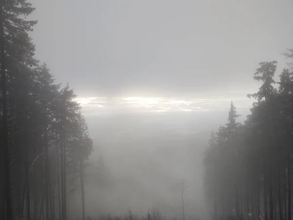 Schöner Winterwald Mit Bäumen Und Nebel — Stockfoto