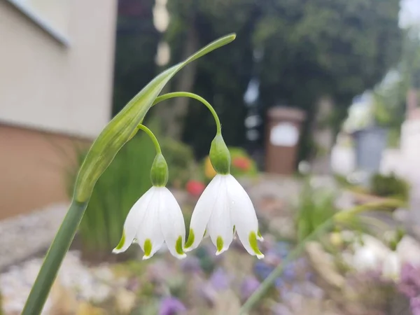 Fleurs Blanches Dans Jardin Ville — Photo