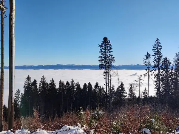 Vackert Bergslandskap Med Skog Och Moln Vintern — Stockfoto