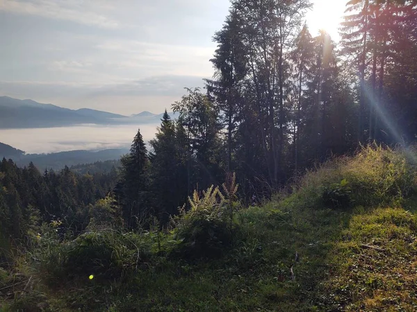 Hermoso Paisaje Montaña Con Bosque —  Fotos de Stock