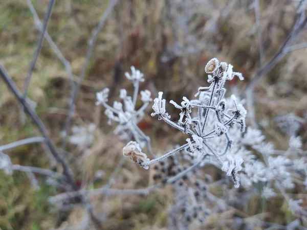 Vinterlandskap Med Snötäckta Växter — Stockfoto