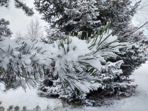 Δέντρα Χιόνι Στα Χειμερινά Δάση — Φωτογραφία Αρχείου