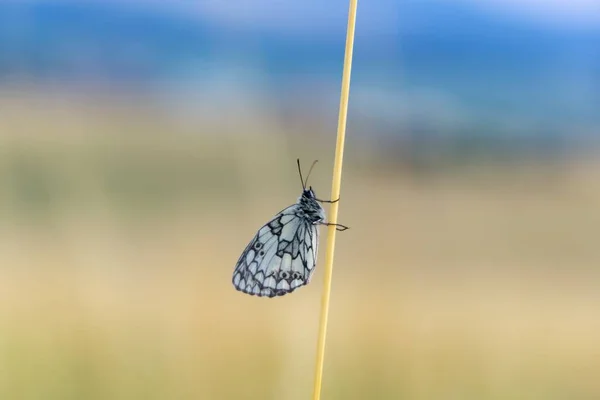 Close Beautiful Butterfly Grass Branch — Stock Photo, Image