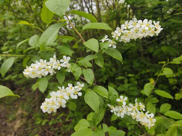 Bílé Květy Větvích Zelené Zahradě — Stock fotografie