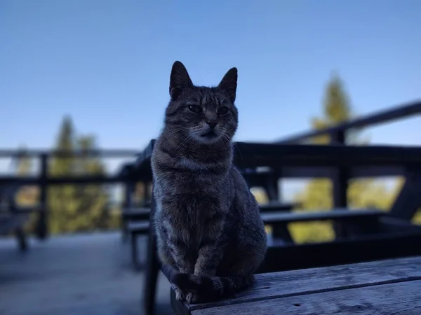 Katze Auf Holzbank Auf Der Terrasse — Stockfoto