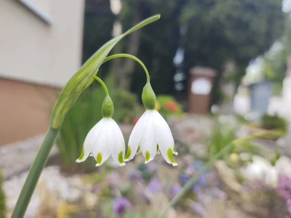 Vita Blommor Stadsträdgården — Stockfoto