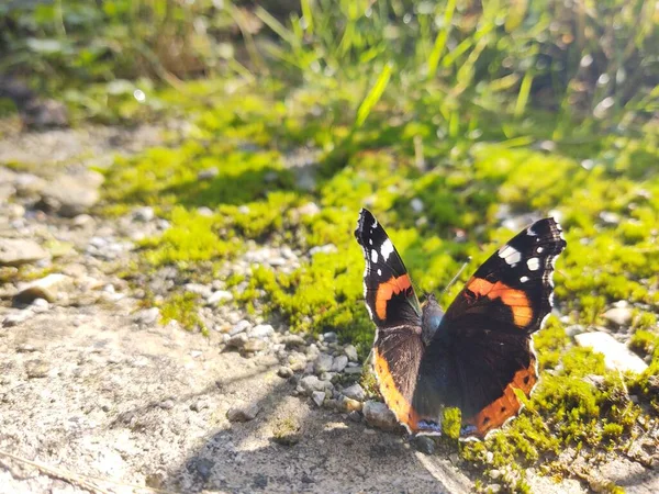 美丽的蝴蝶在大自然的背景下 靠近点 — 图库照片
