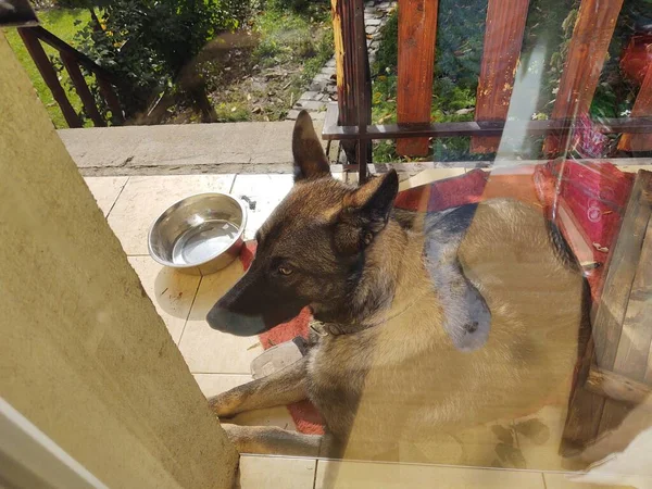 Hund Liegt Auf Balkon Des Hauses — Stockfoto