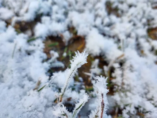 Trawa Pokryta Śniegiem Lesie — Zdjęcie stockowe