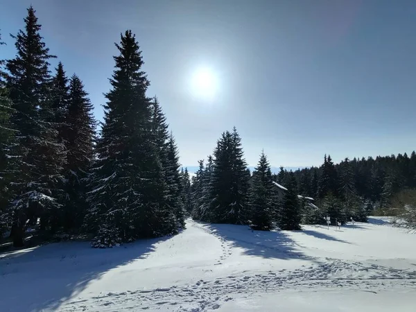 Vacker Vinterskog Solig Dag — Stockfoto