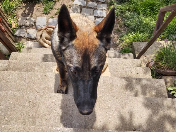 Chien Berger Allemand Sur Escalier — Photo