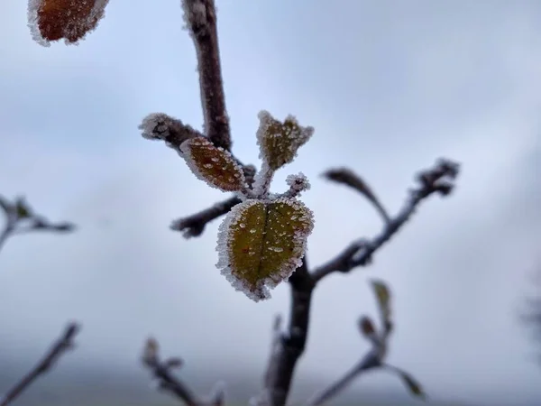 Fryst Växt Vintern — Stockfoto