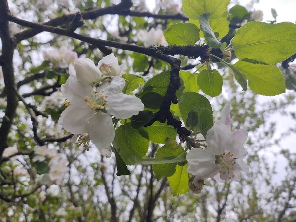 Lindas Flores Flor Galhos Árvore Estação Primavera — Fotografia de Stock