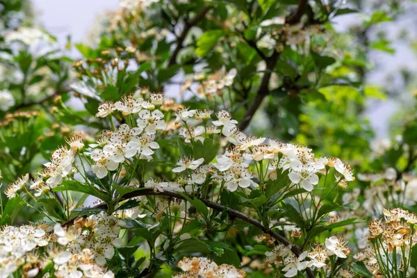 Прекрасные Белые Цветы Цвету Ветвях Деревьев Весенний Сезон — стоковое фото