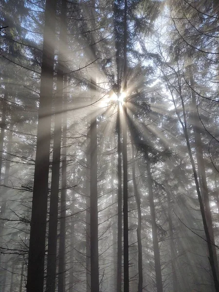 Красивый Зимний Лес Солнечный День — стоковое фото