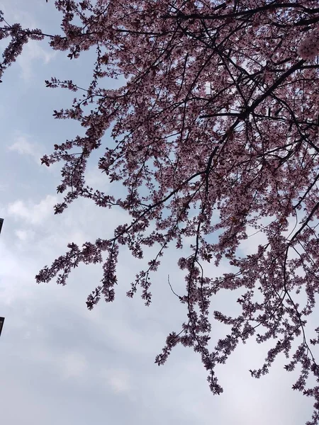 Gyönyörű Virágok Virágzik Ágak Tavaszi Szezonban — Stock Fotó