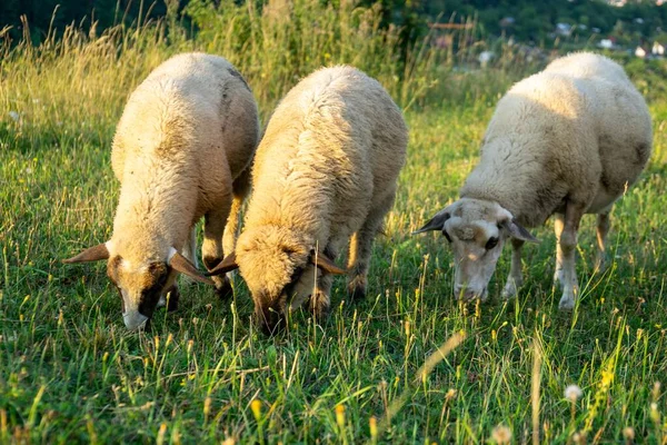 Troupeau Moutons Pâturant Dans Pré Montagne — Photo
