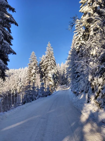 Vinterlandskap Med Stig Och Snötäckta Träd — Stockfoto