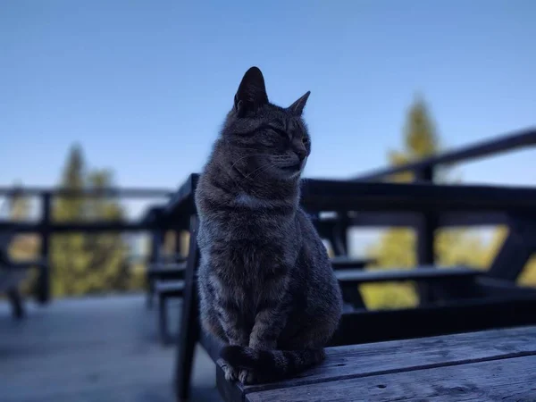 Katze Auf Holzbank Auf Der Terrasse — Stockfoto