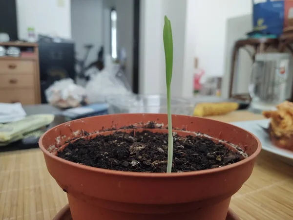 Gros Plan Jeune Plante Pot — Photo