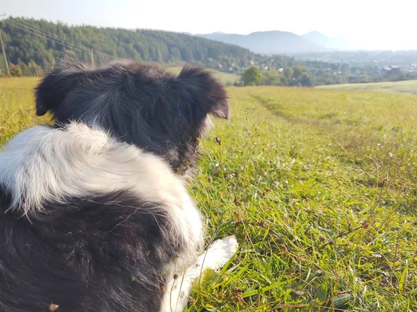 Hund Auf Der Grünen Bergwiese — Stockfoto