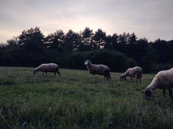 Koyun Sürüsü Doğa Arka Planında Otluyor — Stok fotoğraf