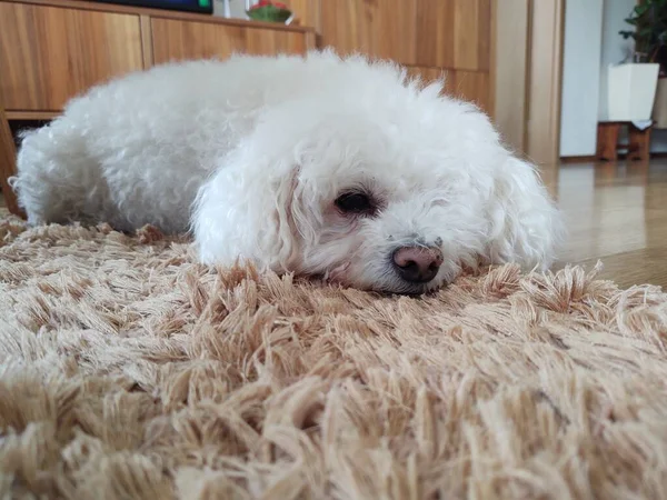 Cute Dog Lying Carpet Home — Stock Photo, Image