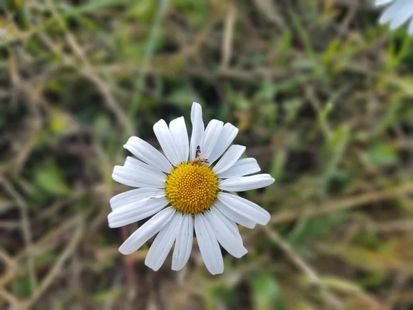 自然を背景に庭の白いデイジーの花 — ストック写真