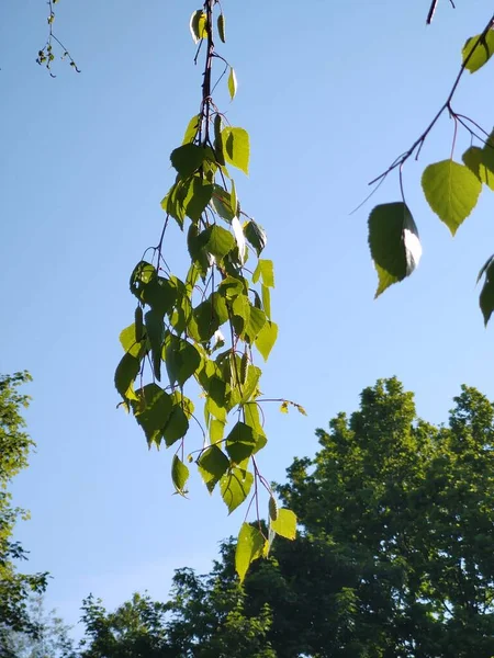 Grüne Blätter Eines Baumes Wald — Stockfoto