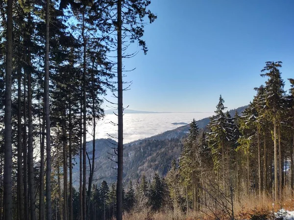 Hermoso Paisaje Invierno Montaña Con Bosque —  Fotos de Stock