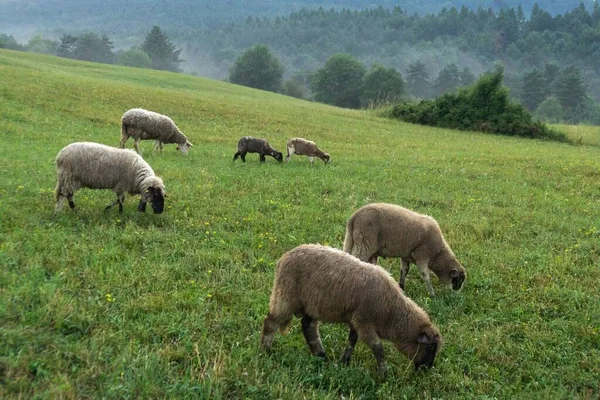 Troupeau Moutons Pâturant Dans Pré Montagne — Photo