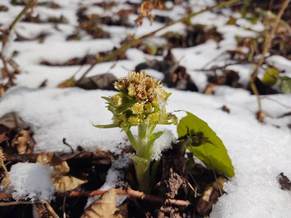 Piękne Kwiaty Pod Śniegiem Lesie — Zdjęcie stockowe