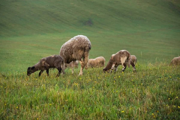 Mandria Pecore Pascolo Nel Prato Montagna — Foto Stock