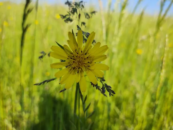 Beautiful Yellow Flower Field — Stock Photo, Image