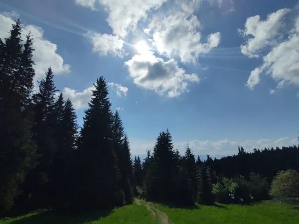 Güneşli Bir Günde Ormanlı Güzel Bir Manzara — Stok fotoğraf