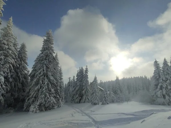 Vacker Snöig Skog Vintern — Stockfoto