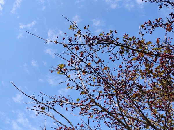 Осіннє Листя Дереві Фоні Неба — стокове фото